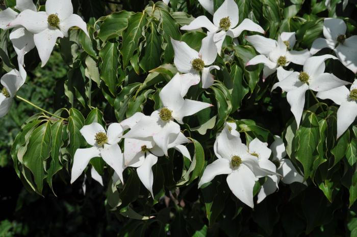 Plant photo of: Cornus florida