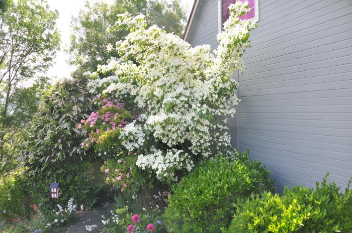 Plant photo of: Cornus florida