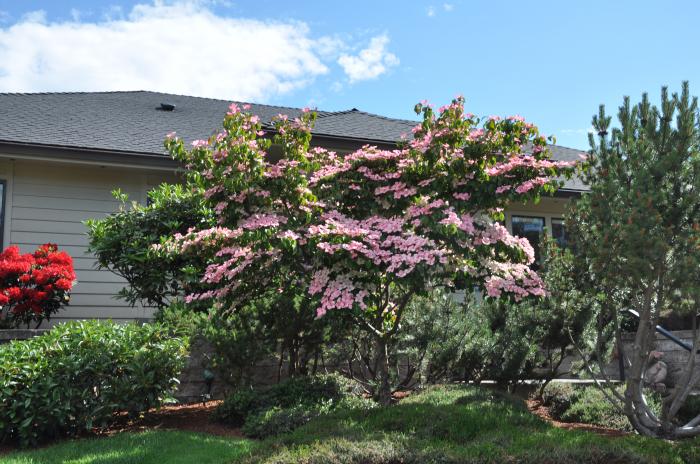 Plant photo of: Cornus florida