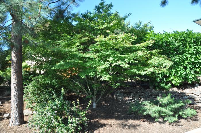 Plant photo of: Acer palmatum