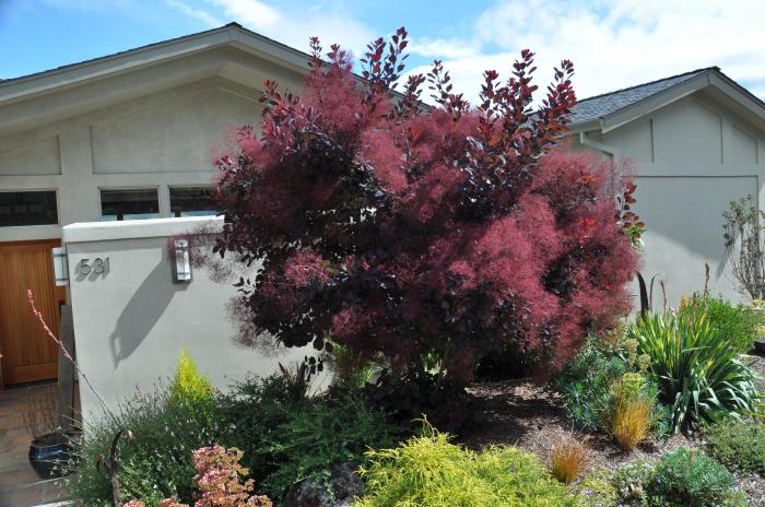 Plant photo of: Cotinus coggygria 'Royal Purple'