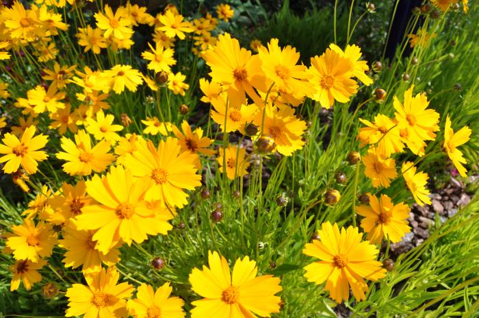 Plant photo of: Coreopsis grandiflora 'Double Sunburst'