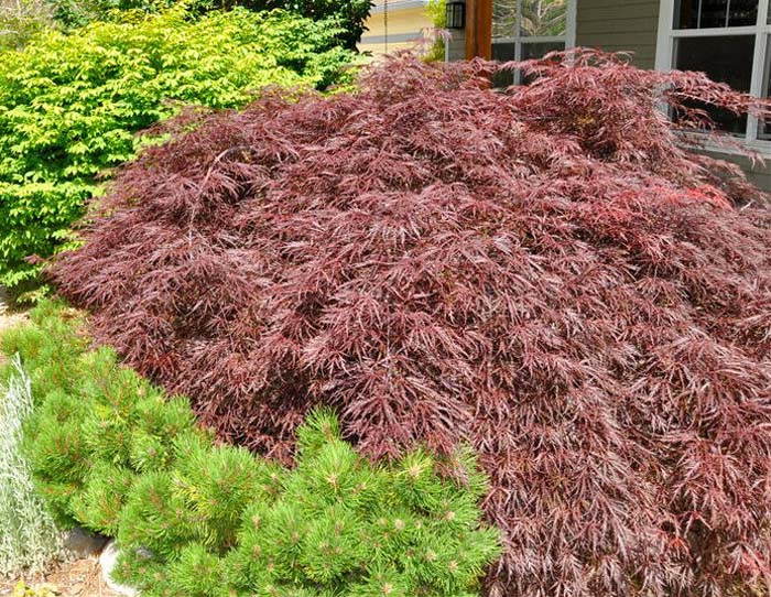 Plant photo of: Acer palmatum 'Dissectum Ever Red'