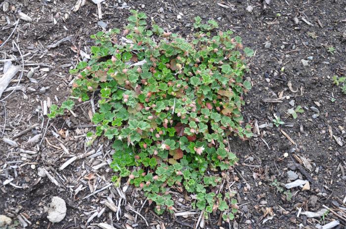 Plant photo of: Rubus rolfei