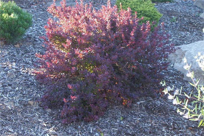 Plant photo of: Berberis thunbergii 'Royal Burgundy'