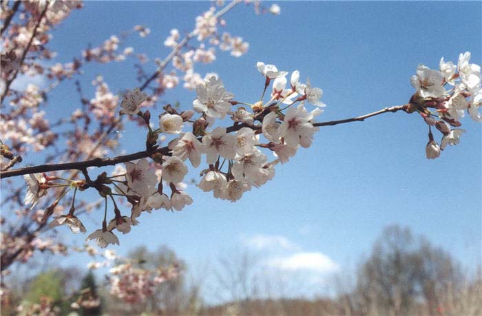 Plant photo of: Prunus X yedoensis