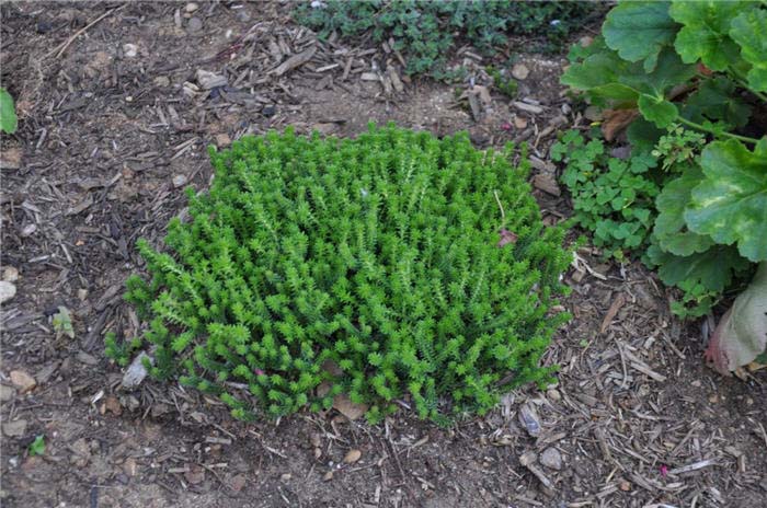 Plant photo of: Herniaria glabra