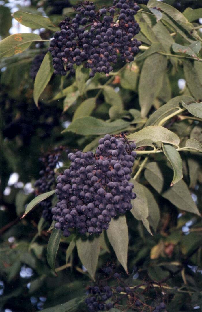 Plant photo of: Sambucus mexicana