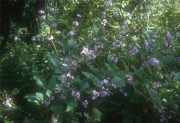 Plant photo of: Clematis heracleifolia davidiana