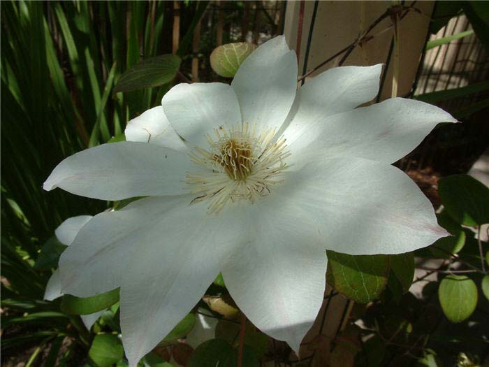 Plant photo of: Clematis large-flowered hybrids