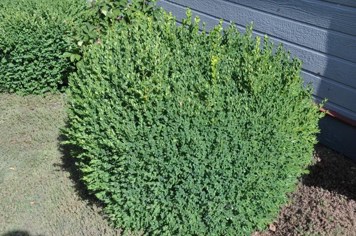 Plant photo of: Buxus microphylla japonica