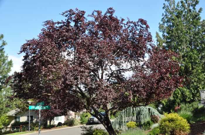 Plant photo of: Prunus cerasifera 'Krauter Vesuvius'