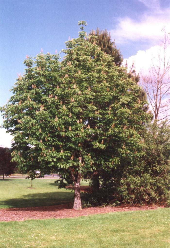 Plant photo of: Aesculus hippocastanum