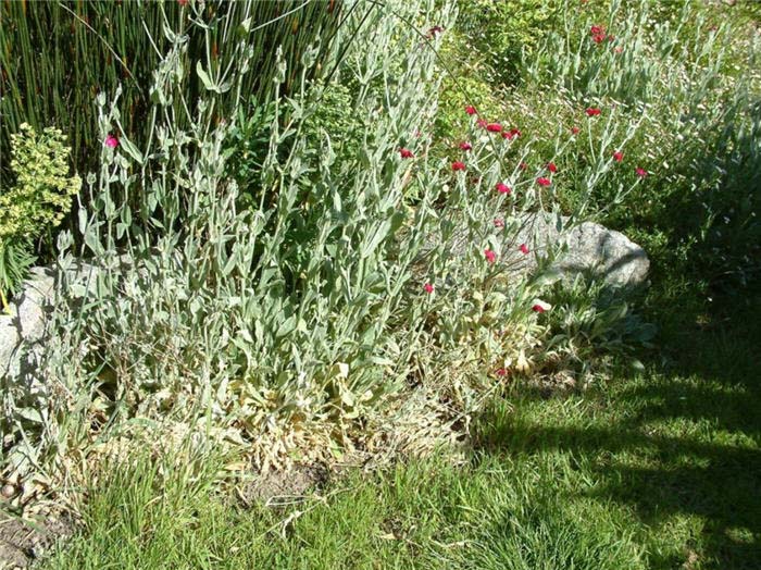 Plant photo of: Lychnis coronaria