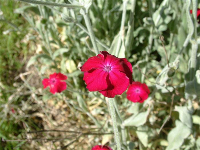 Plant photo of: Lychnis coronaria