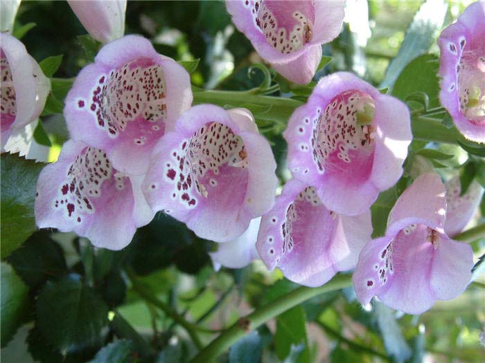 Plant photo of: Digitalis X mertonensis