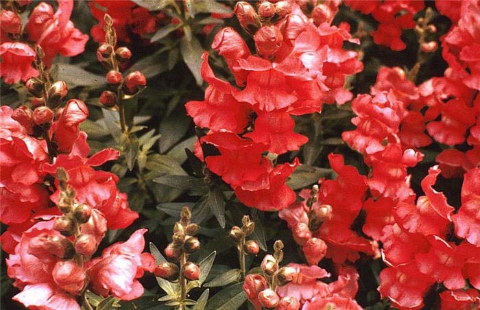 Plant photo of: Antirrhinum majus