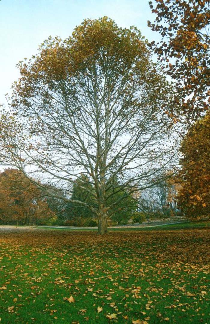 Plant photo of: Platanus occidentalis