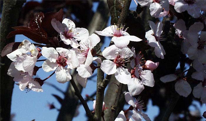 Plant photo of: Prunus cerasifera