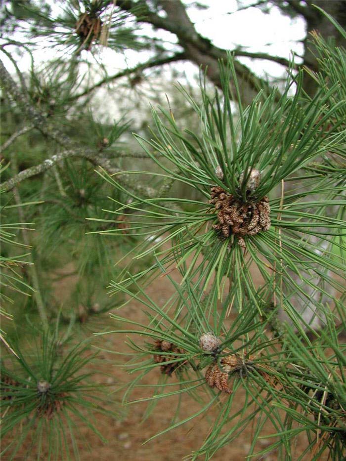 Plant photo of: Pinus strobus