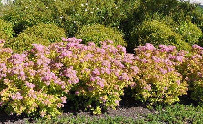 Plant photo of: Spiraea japonica 'Goldflame'