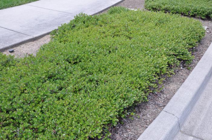 Plant photo of: Arctostaphylos uva-ursi