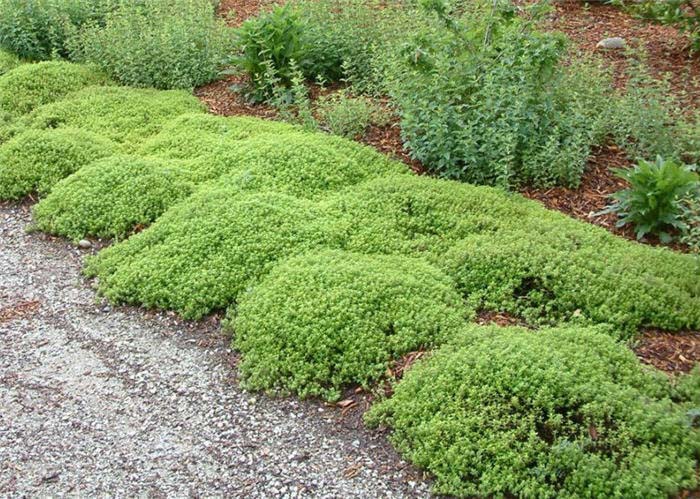 Plant photo of: Thymus X citriodora