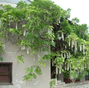 Vines