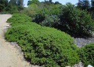 Coyote Brush, Twin Peaks #2