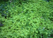 Creeping Jennie, Moneywort