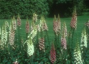 Foxglove, Common