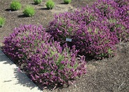 Lavender, Spanish 'Otto Quast'