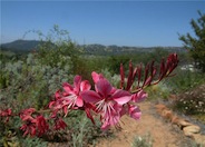 Gaura, Pink