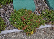 Sedum, Tricolor Dragon's Blood