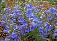 Penstemon, Foothills