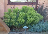 Spurge, Bush Yellow