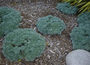 Artemisia, Angel's Hair