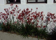 Kangaroo Paws, Red