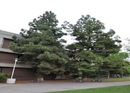 Pine, Canary Island Pine