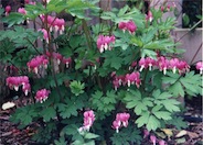 Bleeding Heart, Western