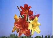 Daylily (hybrid selection)