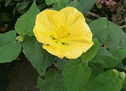 Chinese Lantern / Flowering Maple