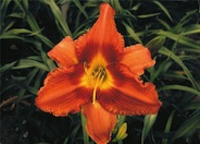 Daylily, Gingerbread Man