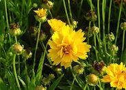 Coreopsis, Early Sunrise