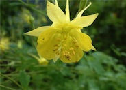 Columbine, Golden