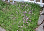 Verbena, Prairie / Sandpaper V.