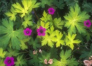 Geranium / Purple Cranesbill