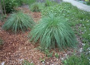 Lindheimer's Muhly Grass