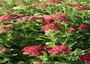 Yarrow, Paprika Red