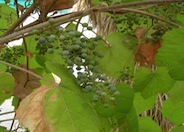 Grape, Fox / Northern Fox grape